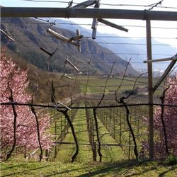 Pinot Grigio Vallagarina IGT 2017 La Cadalora