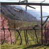 Pinot Grigio Vallagarina IGT 2017 La Cadalora