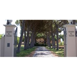 Vermentino Bolgheri doc 2015 Tenuta Guado al Tasso (Antinori)
