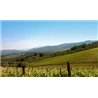 VILLA ANTINORI BIANCO Toscana IGT 2015 Antinori