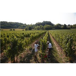 Lugana DOC 2016 Ottella