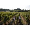 Lugana DOC 2016 Ottella