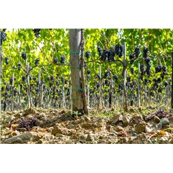 Brunello di Montalcino 2012 Capanna Dei Cencioni