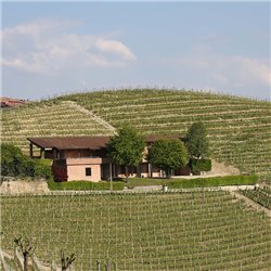 Langhe D.O.C. Arneis Blangé 2021  Ceretto