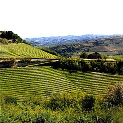 Langhe D.O.C. Arneis Blangé 2017 Ceretto