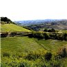 Langhe D.O.C. Arneis Blangé 2017 Ceretto