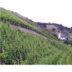 Riesling Schieferterassen 2017 Löwenstein