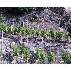 Riesling Schieferterassen 2017 Löwenstein