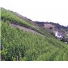 Riesling Schieferterassen 2017 Löwenstein