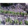 Riesling Schieferterassen 2017 Löwenstein