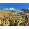 Riesling Schieferterassen 2017 Löwenstein