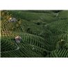VALDOBBIADENE PROSECCO SUPERIORE DOCG EXTRA DRY - COL DE SALICI