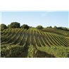 BOMARZO ROSATO TOSCANA IGT 2019 - Cantina Grillesino