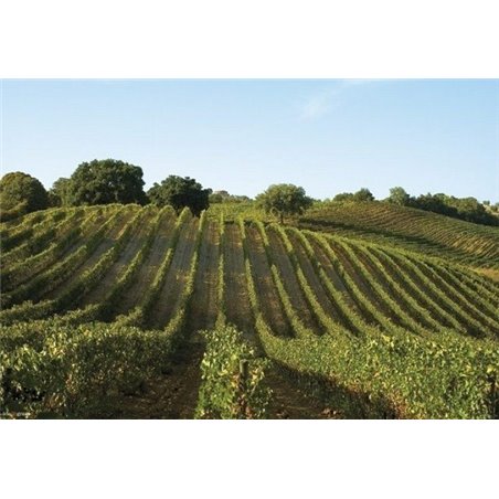 Weißwein Toskana Vermentino IGT 2019 - Weingut Grillesino