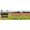 Insoglio del Cinghiale 2016 Tenuta Campo di Sasso - Antinori