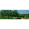 Insoglio del Cinghiale 2016 Tenuta Campo di Sasso - Antinori