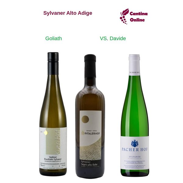 Davide VS. Goliath - Sylvaner Alto Adige - 3 x 0,75 L. Davide VS. Goliath - Sylvaner Alto Adige - 3 x 0,75 L.