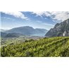 Furlet  IGT Dolomiti Bianco 2018 Az.Agr. Furletti