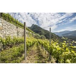 Furlet  IGT Dolomiti Bianco 2018 Az.Agr. Furletti
