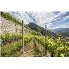 Furlet  IGT Dolomiti Bianco 2018 Az.Agr. Furletti