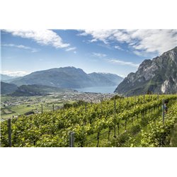 Spumante Reiff Extrabrut  Trento Doc -  Az.Agr. Furletti