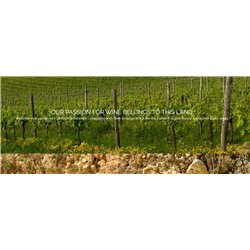 Conegliano Valdobbiadene D.O.C.G. Extradry Prosecco Superiore Millesimato  - BiancaVigna