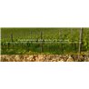 Conegliano Valdobbiadene D.O.C.G. Extradry Prosecco Superiore Millesimato  - BiancaVigna