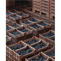 TOP Pack: 12 Bottles  Palazzo della Torre Veronese I.G.T.  2019 - Allegrini 0,7 L.