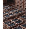 TOP Pack: 12 Bottles  Palazzo della Torre Veronese I.G.T.  2019 - Allegrini 0,7 L.