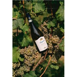 TOP Pack: 12 Bottles  Lugana Oasi Mantellina D.O.C.  2021 - Allegrini 0,7 L.