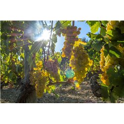 Brunello di Montalcino 2012 Capanna Dei Cencioni
