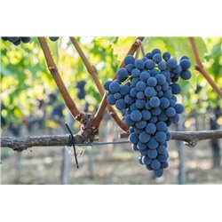 Brunello di Montalcino 2012 Capanna Dei Cencioni