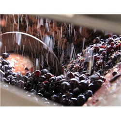 Brunello di Montalcino 2012 Tenuta di Collosorbo