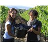 Brunello di Montalcino 2012 Tenuta di Collosorbo