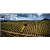 Brunello di Montalcino 2012 Conti Costanti