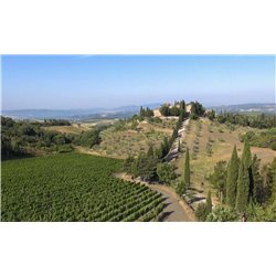 Brunello di Montalcino  Docg 2012 Castel giocondo - Frescobaldi