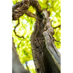 Vino Bianco Piwi "Repanda" Solaris 2021 Roeno