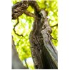 White Wine Piwi "Repanda" Solaris 2021 Roeno