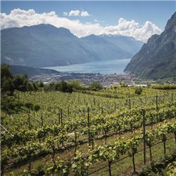 Azienda Agricola Comai - Busat Rosè 2022  IGT Rosato Vigneti delle Dolomiti - 0,75 L.