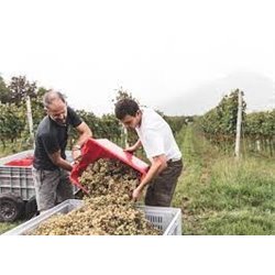Maso Calliari -  Sonata  - Souvignier Gris macerato anfora   - 0,75 l.